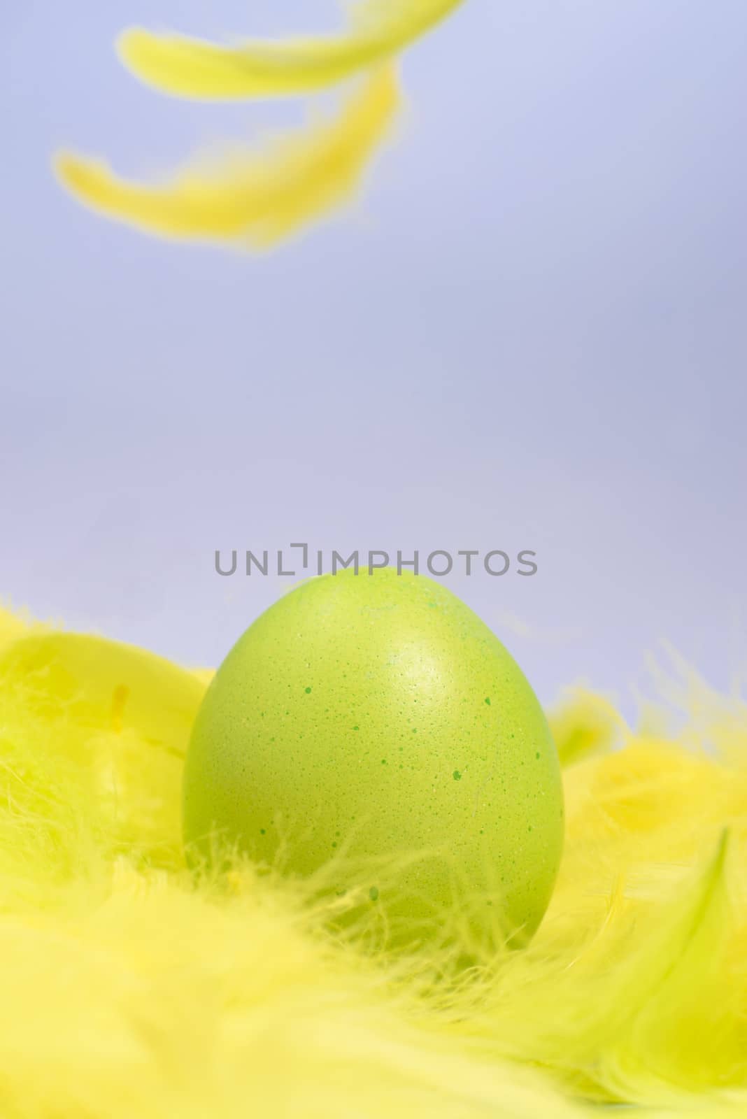 Green Easter egg colourful eggs in yellow feathers. by westernstudio