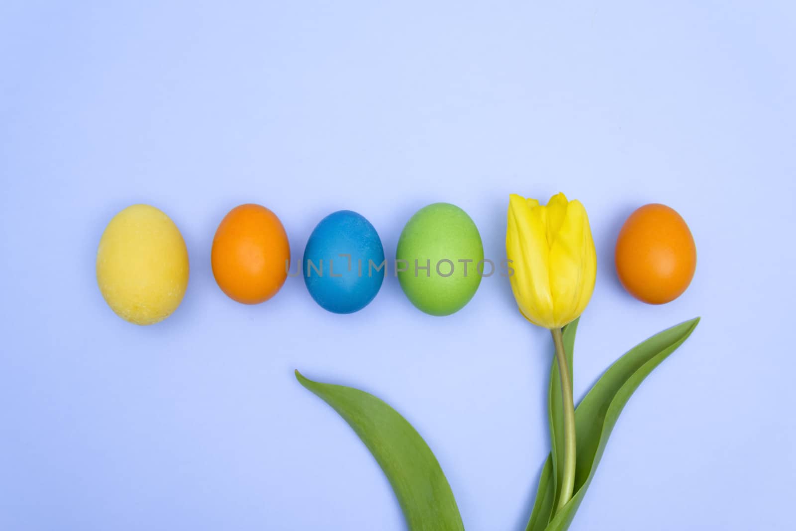 Funny, joyful, amusing photo of Easter multicoloured eggs against blue uniform background and yellow tulip.