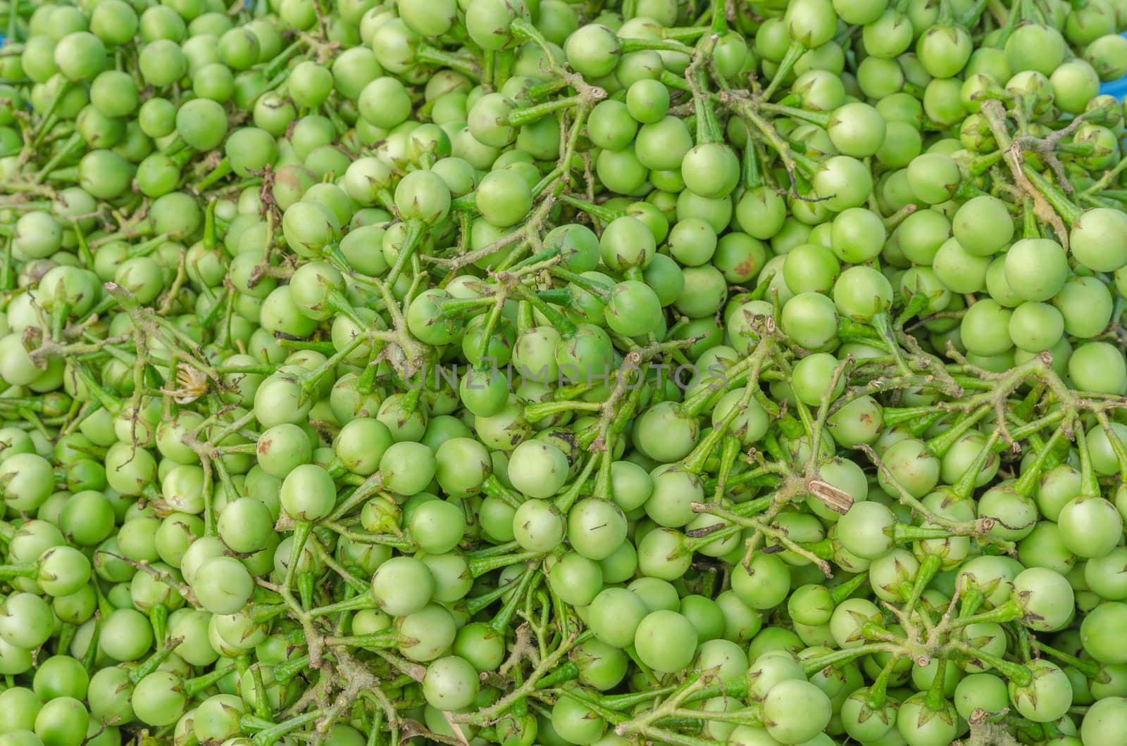 Green Turkey berry sell at the fresh food market in Thailand