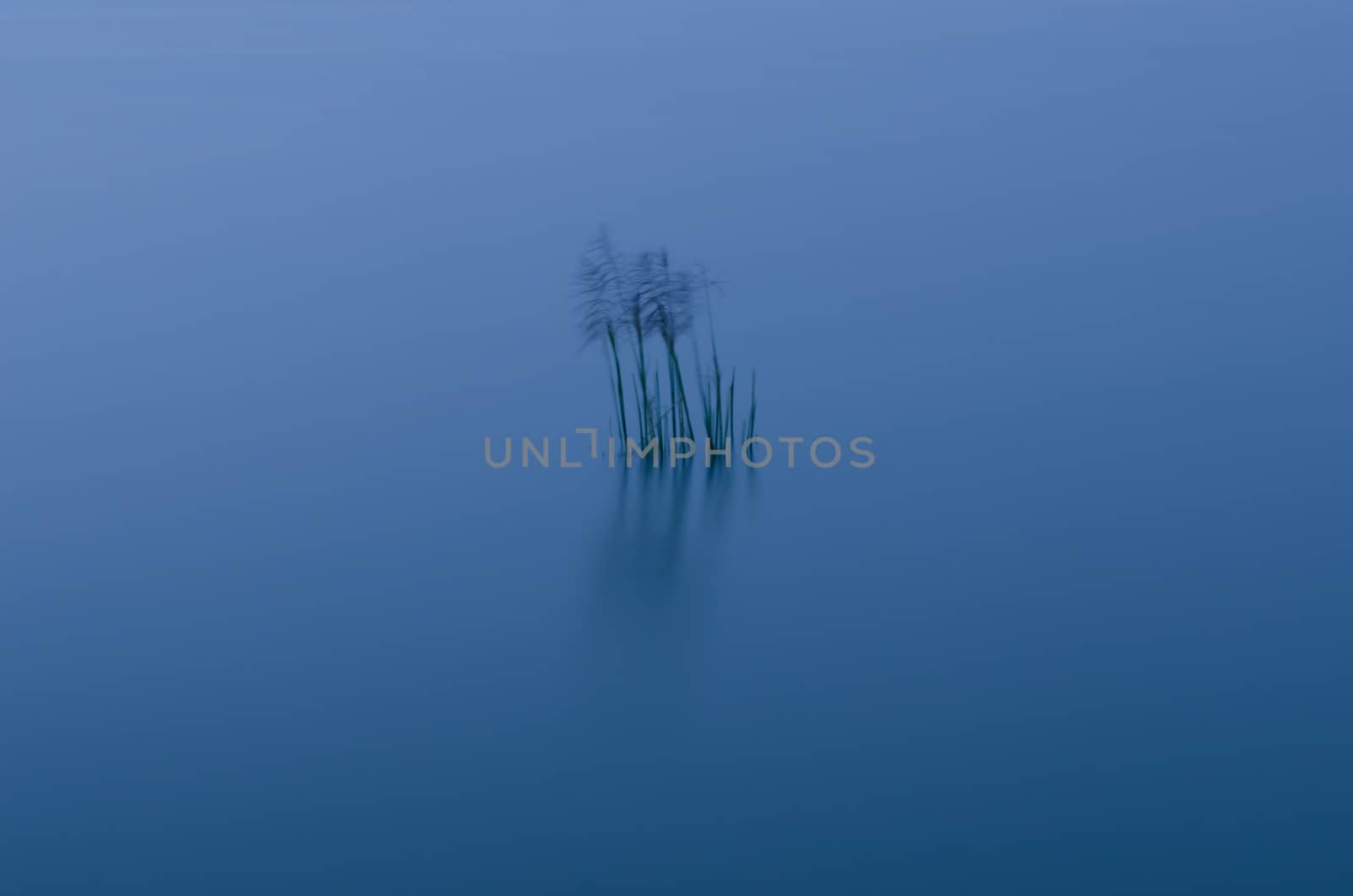 Sprints clump of grass at a lagoon in the evening