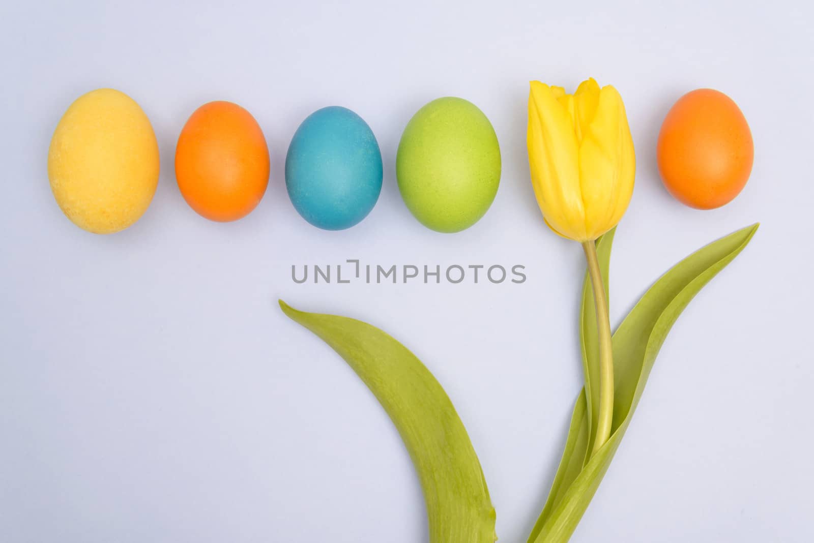 Funny, joyful, amusing photo of Easter multicoloured eggs against blue uniform background and yellow tulip.