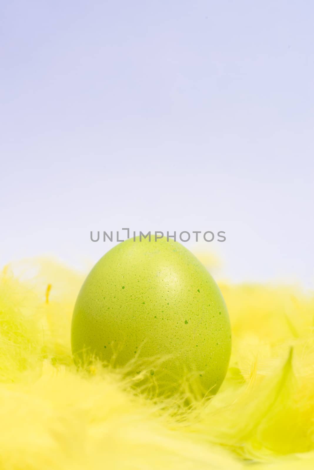 Green Easter egg colourful eggs in yellow feathers. by westernstudio