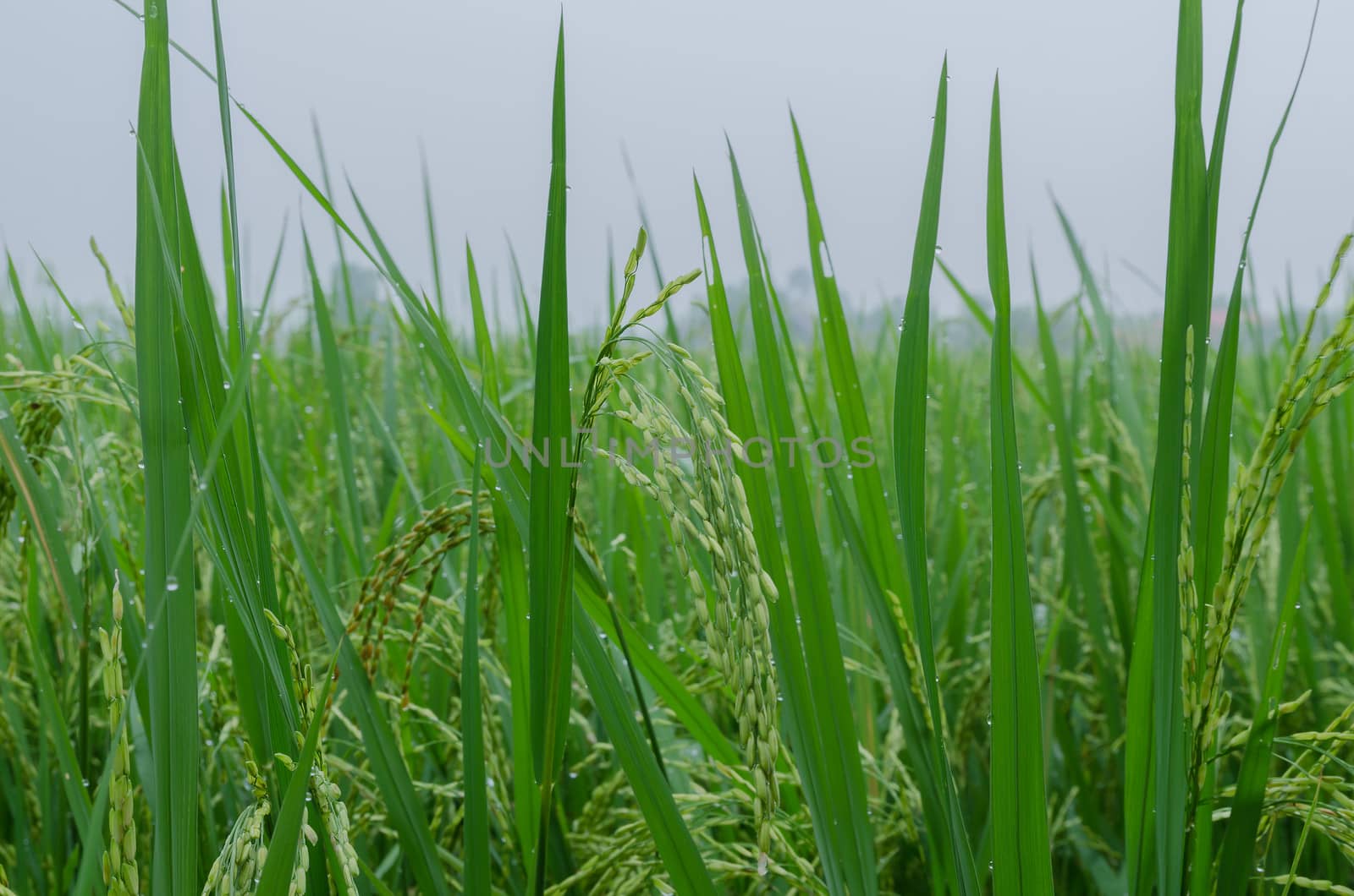 Green ear of rice waterlogged after rain by tamnongthai