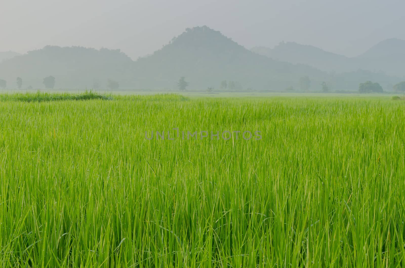 The scene of green rice field near big mountain