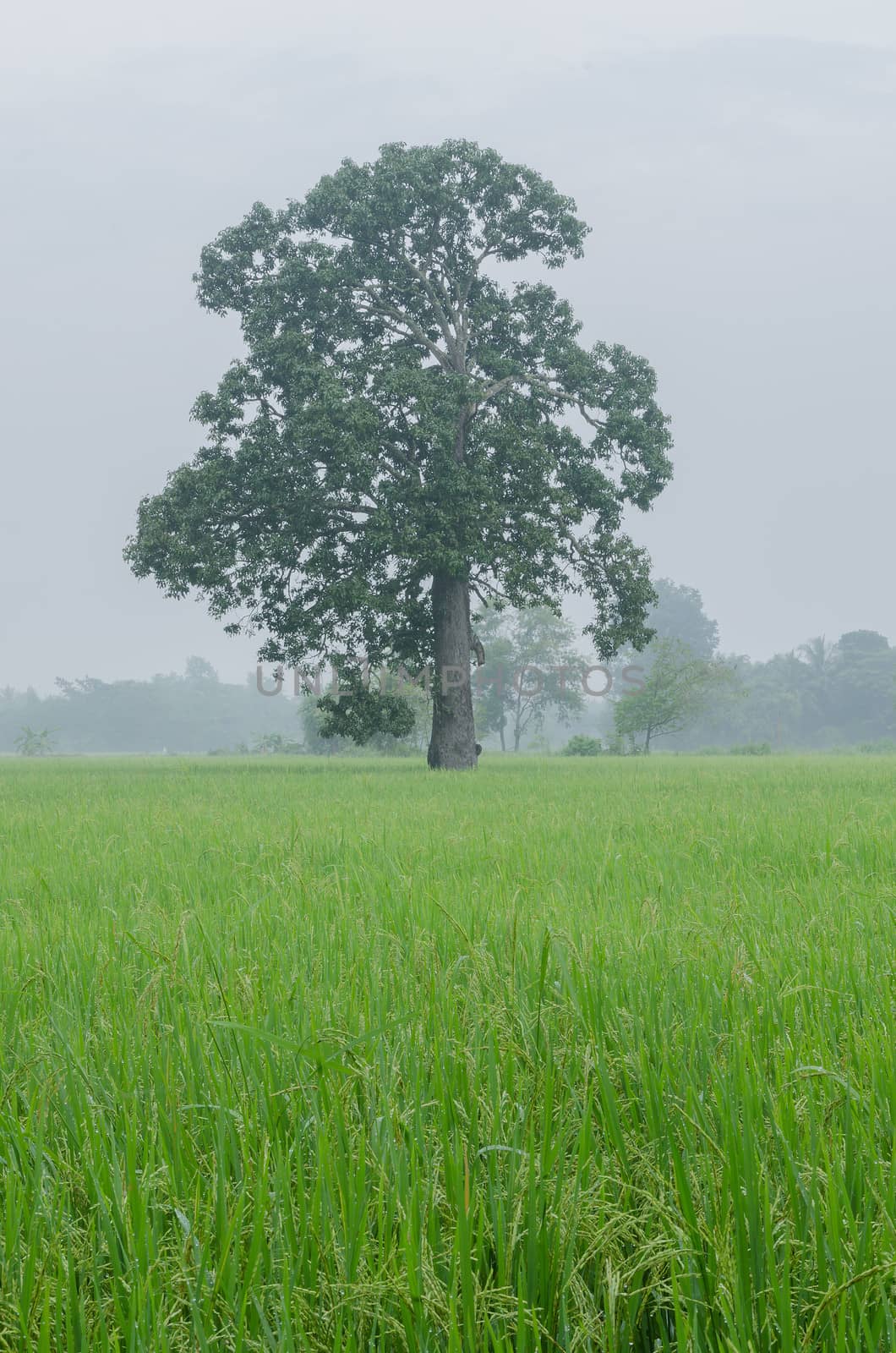 Large mango tree in the rice field after rain in the evening