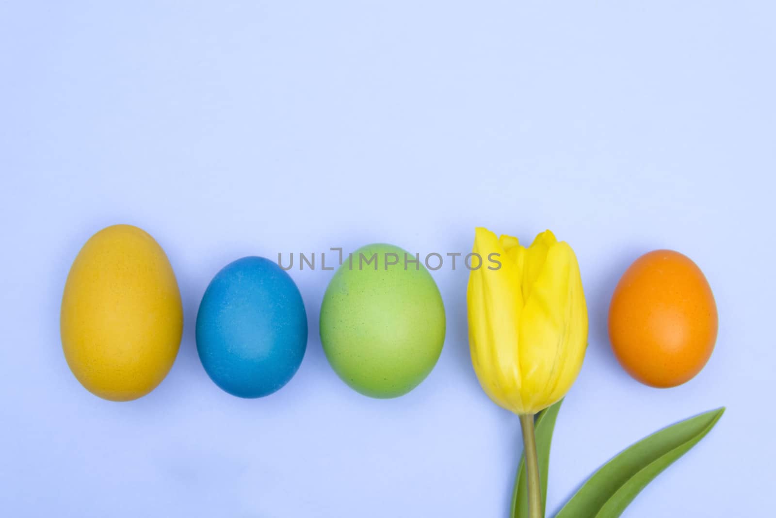 Funny, joyful, amusing photo of Easter multicoloured eggs against blue uniform background and yellow tulip.