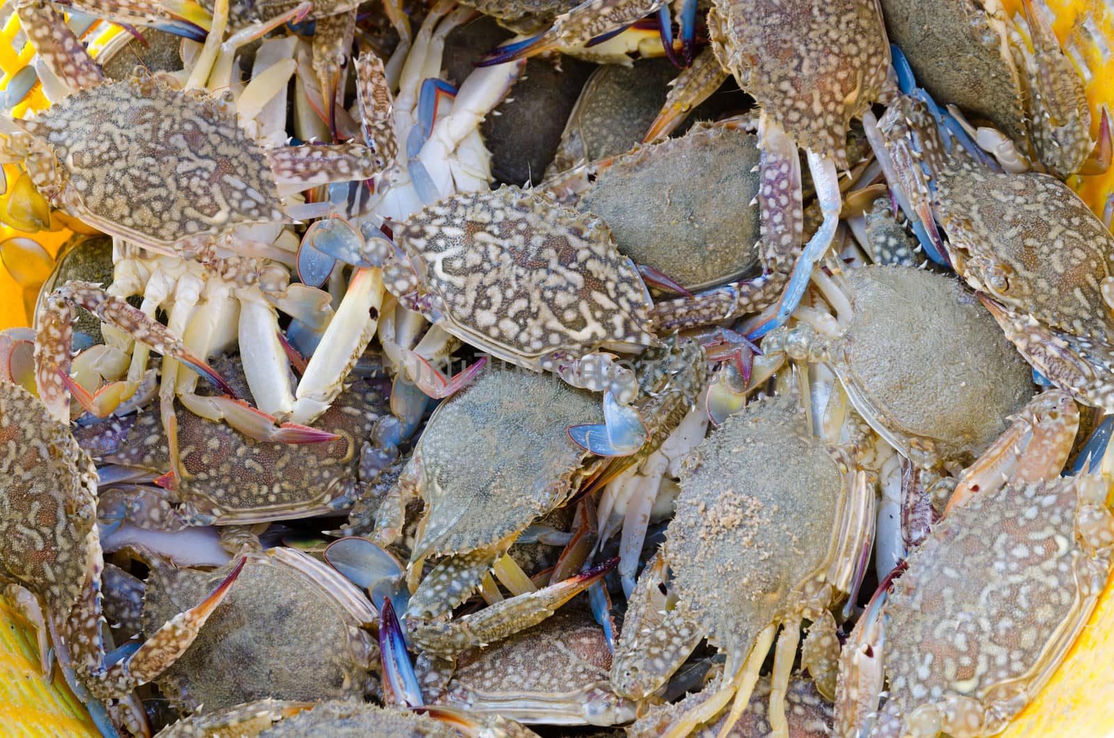 Fresh Blue crabs  is marine products at PMY beach Rayong Thailand