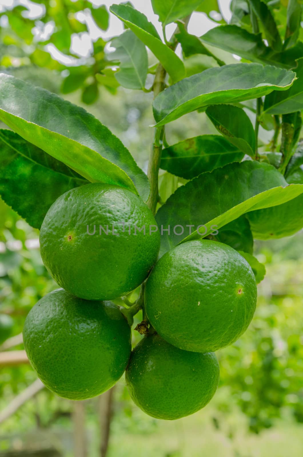 Green lemons ready for harvest in plantation at Rayong Thailand