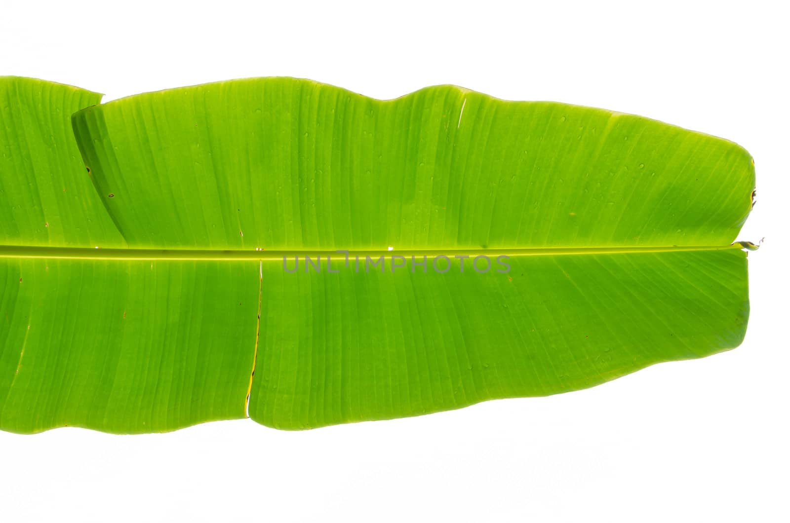Green banana leaf after rain in the morning