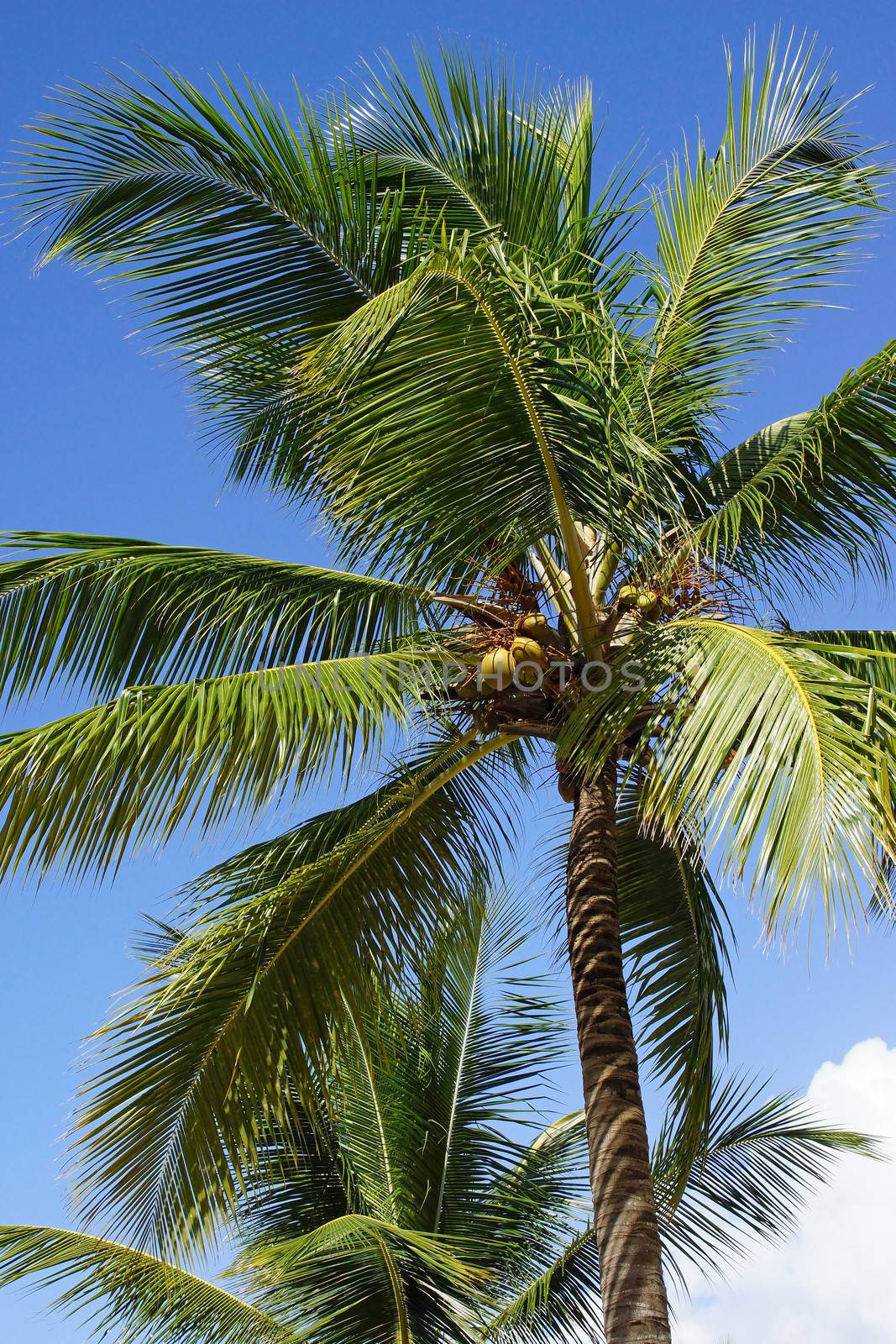 Coconut tree on caribbean beach, Dominican Republic