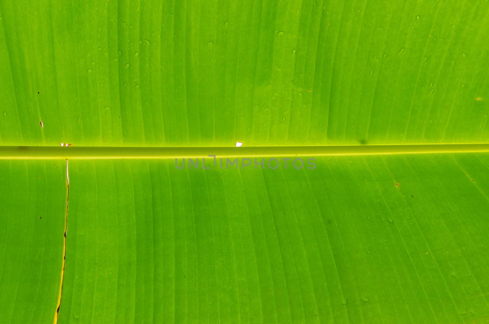 Fresh green banana leaf after rain in the morning at Rayong Thailand