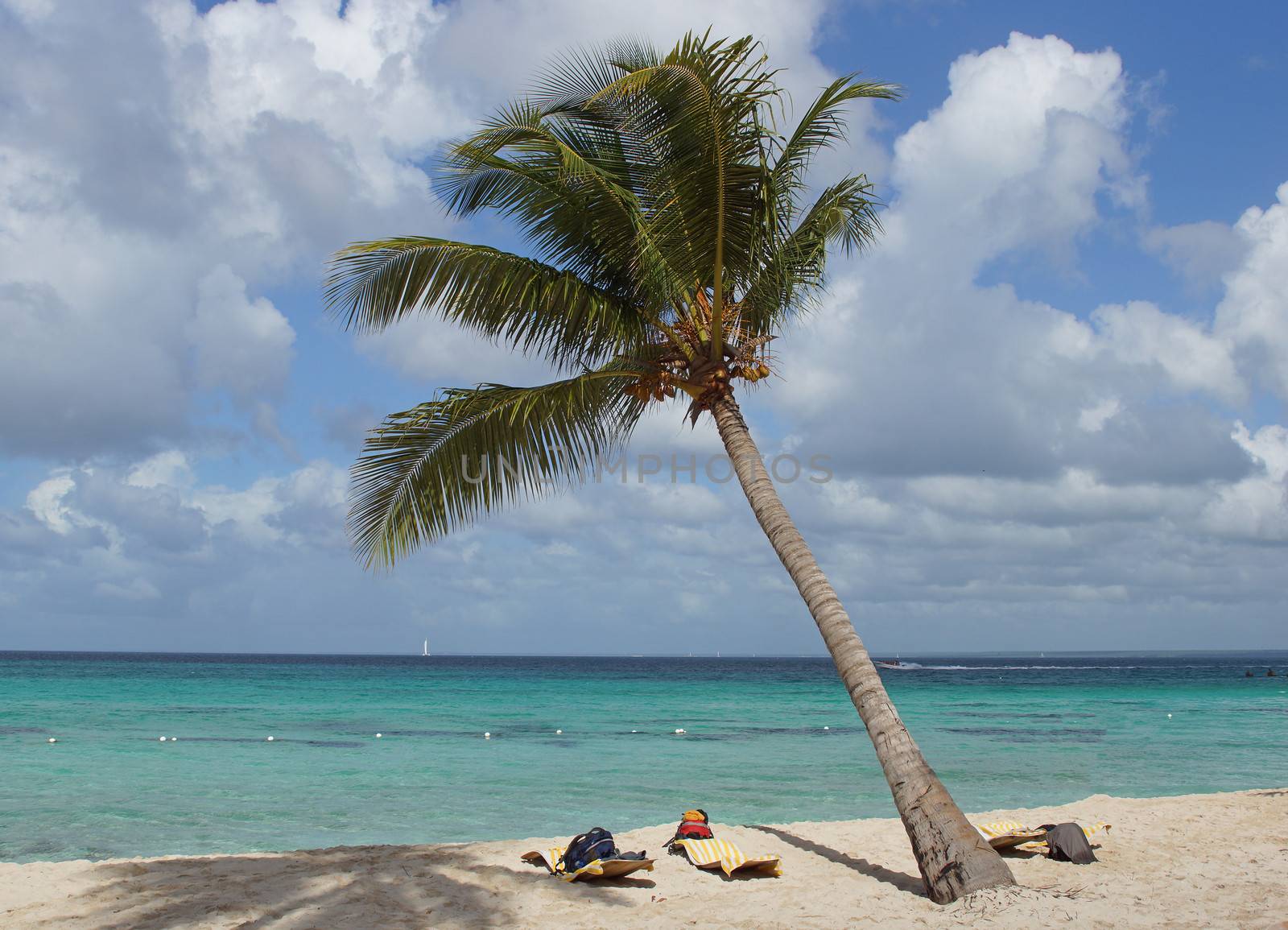 Caribbean Beach with palm trees, Dominican Republic, West Indies, Caribbean