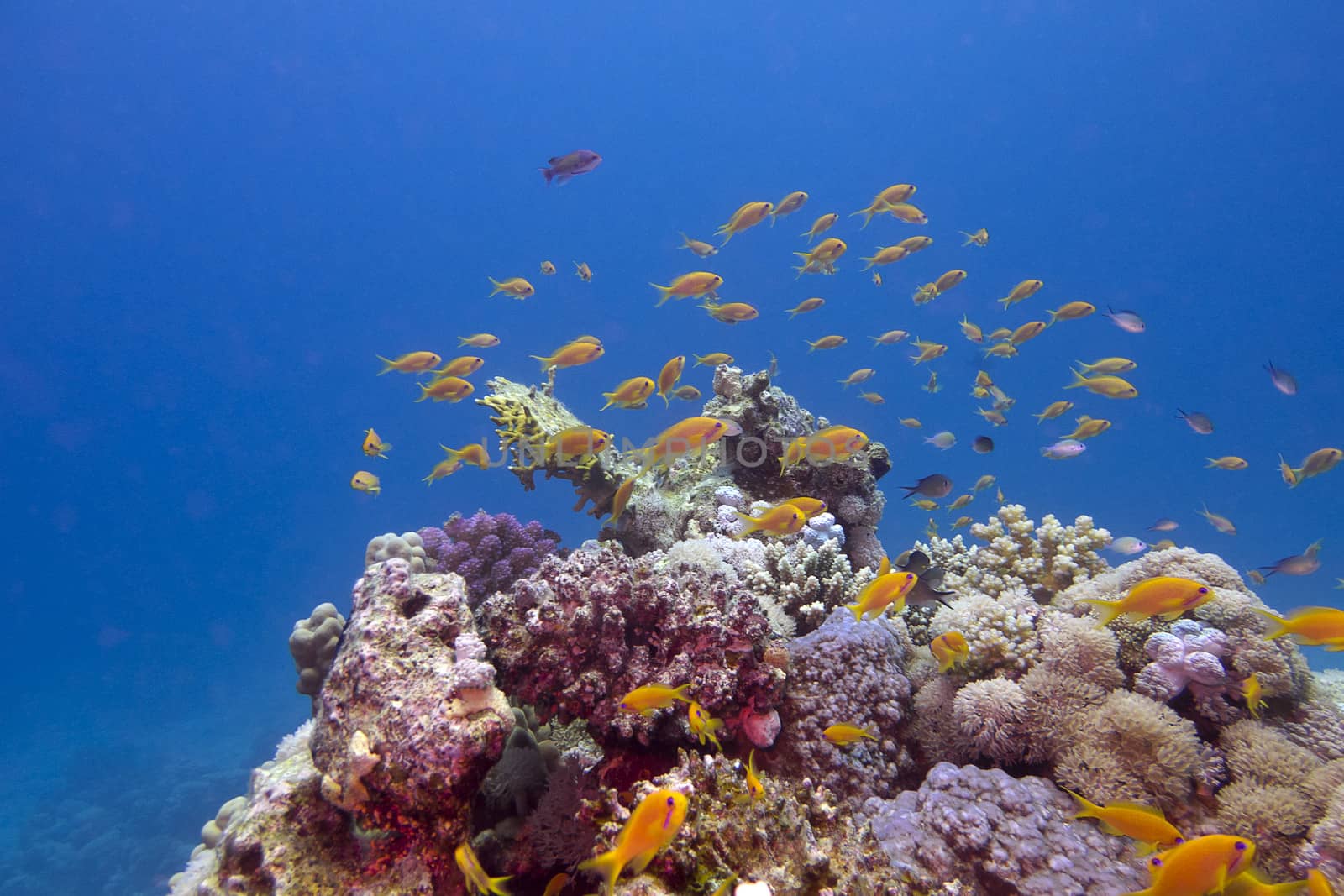 colorful coral reef with exotic fishes anthias at the bottom of tropical sea on blue water background