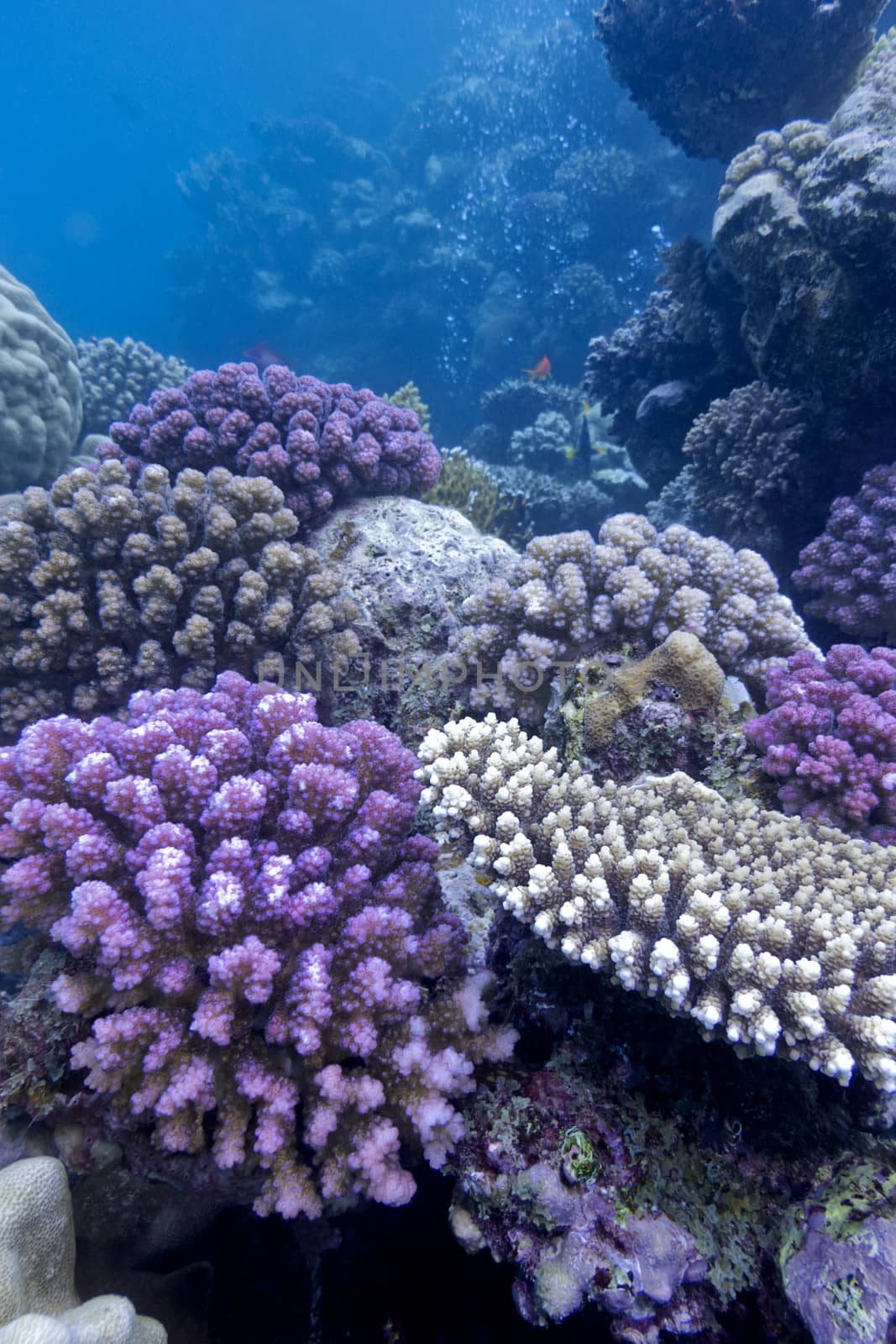 coral reef with hard corals on the bottom of tropical sea