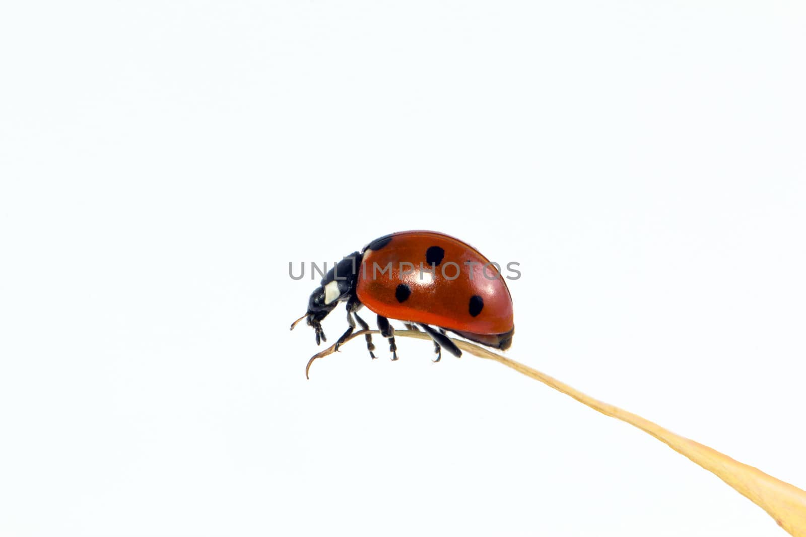 single ladybird isolated on white background