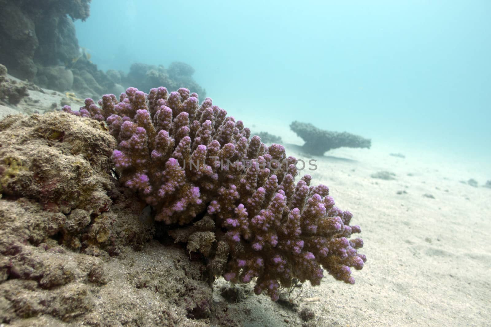 coral reef with hard coral violet acropora at the bottom of tropical sea
