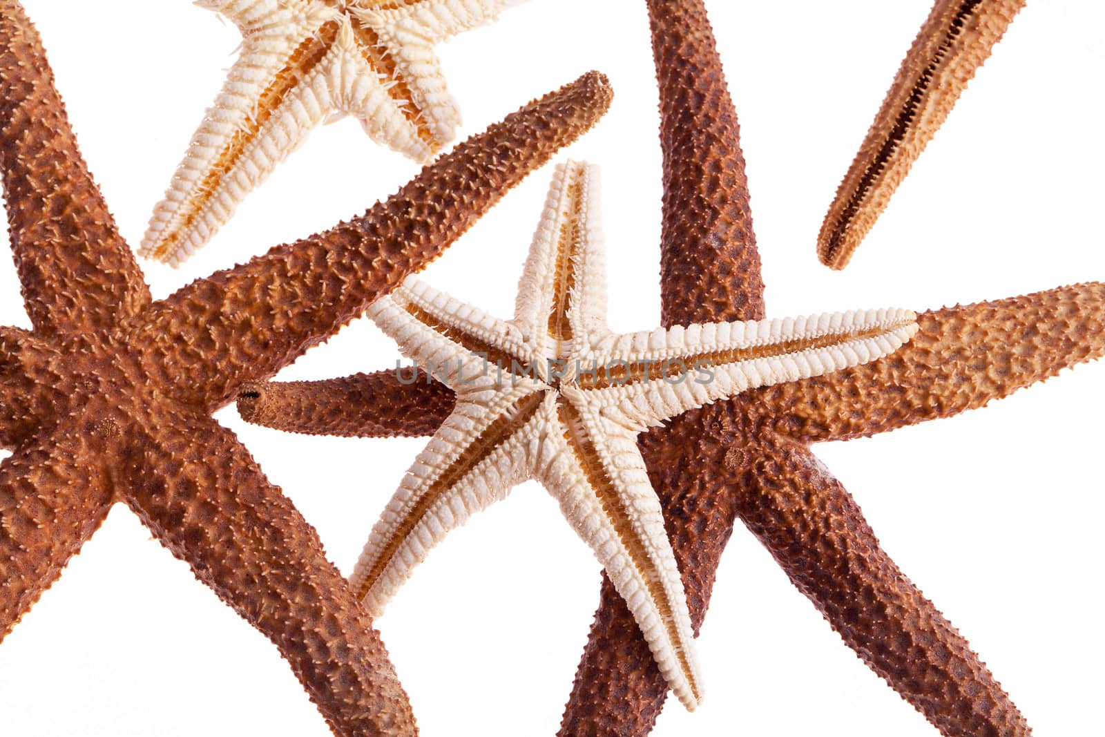 some of sea stars isolated on white background