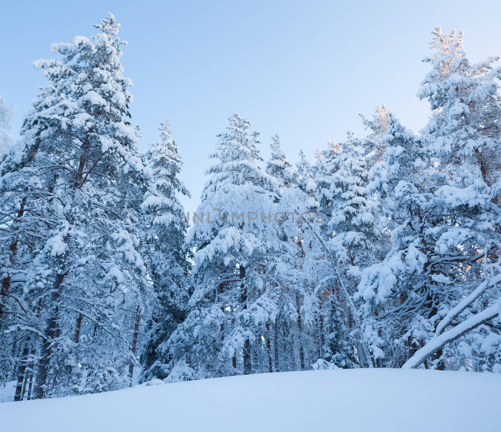 Snowy forest by juhku