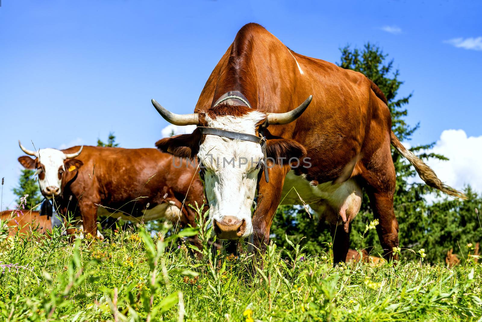 Cow, farm animal in the french alps, Abondance race cow, savy, beaufort sur Doron