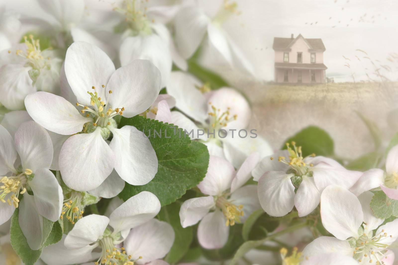 Apple blossoms with farm house in background