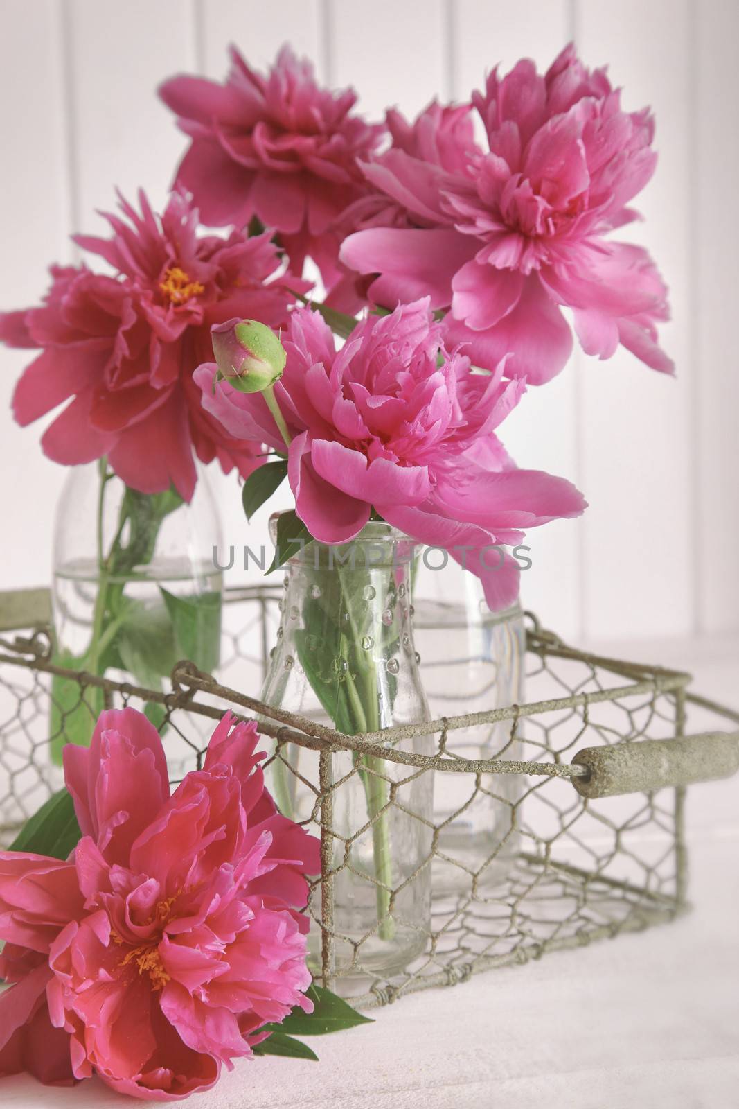 Closeup of pink peony flowers in bottles