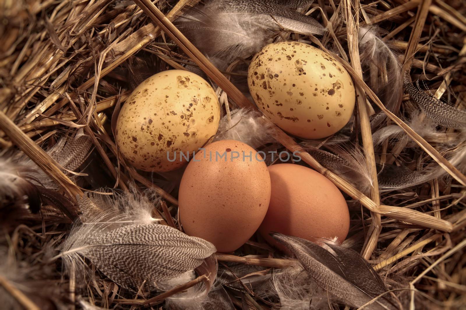 Domestic eggs in straw with feathers