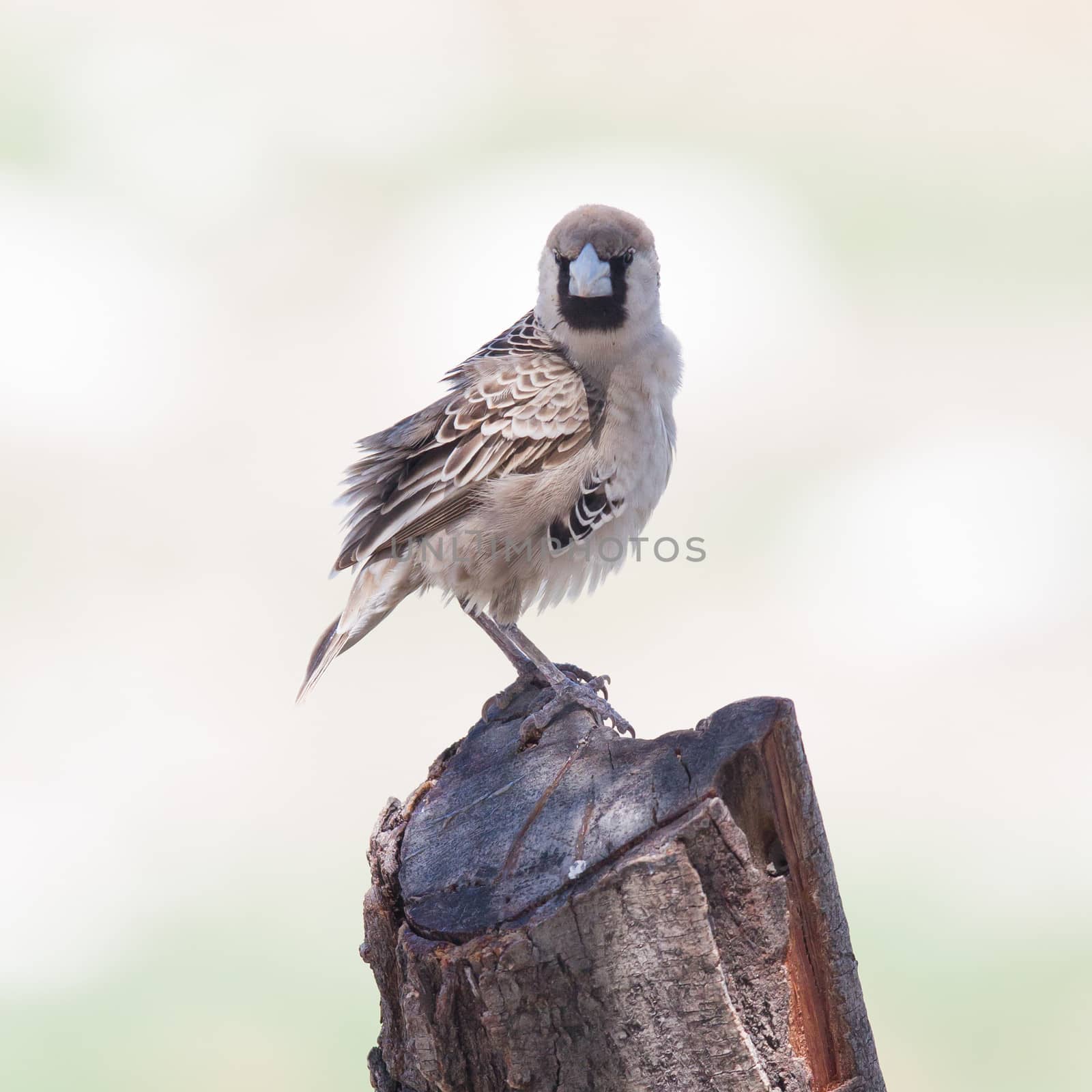 Cape Sparrow (Passer melanurus), a common species in Namibia