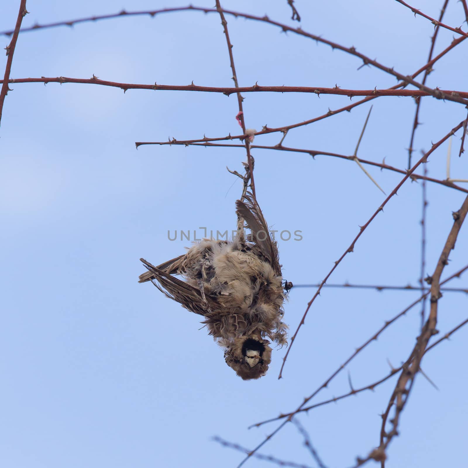 Deaceased Cape Sparrow (Passer melanurus), hanging in a tree