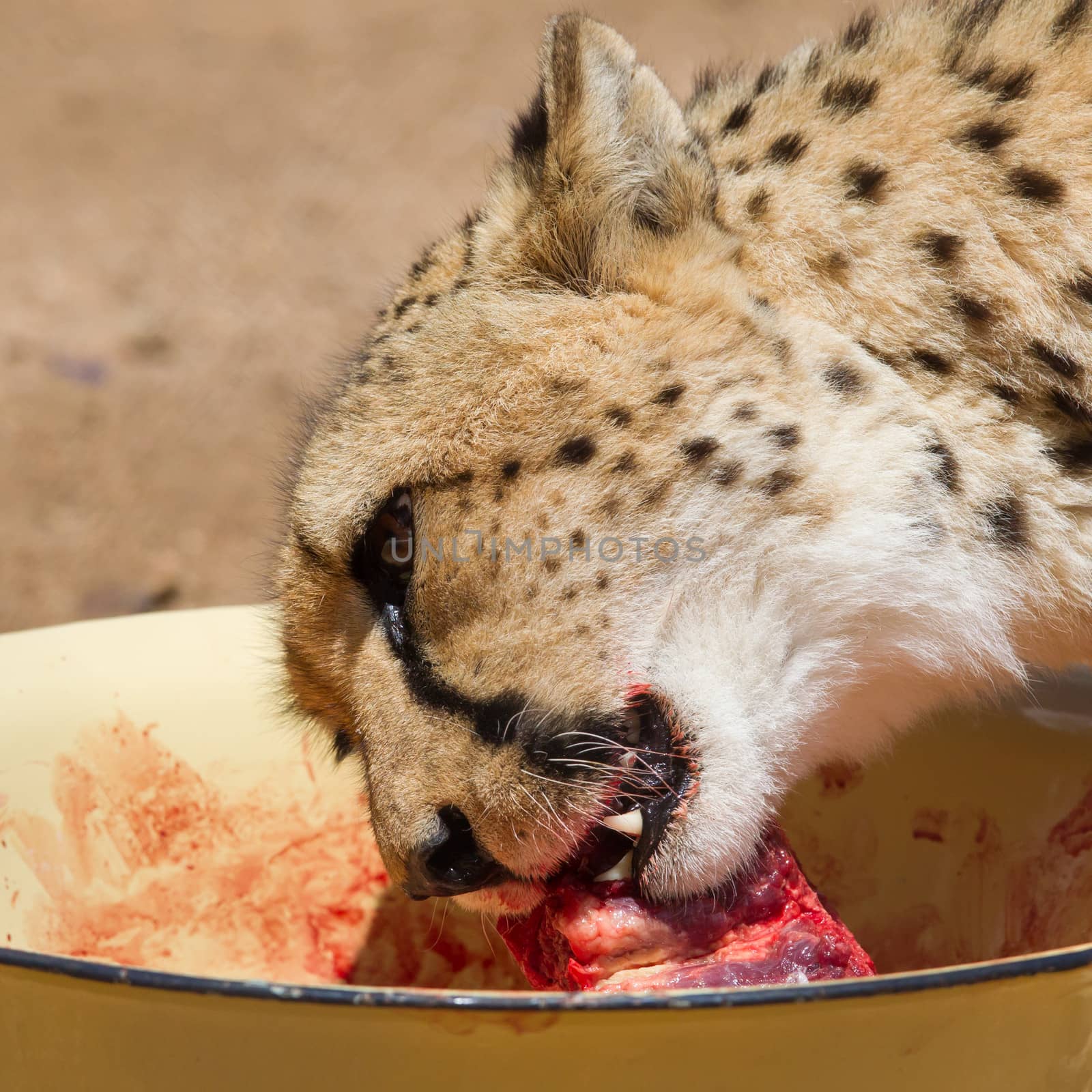 Cheetah in captivity, eating prepared meat, Namibia