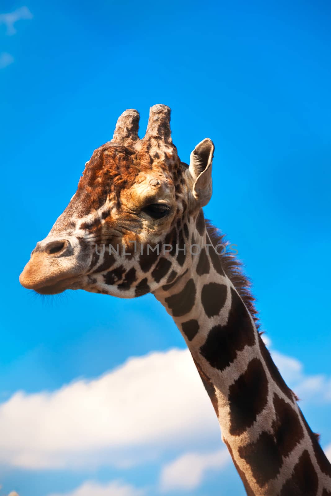 Portrait of cute curious giraffe over blue sky