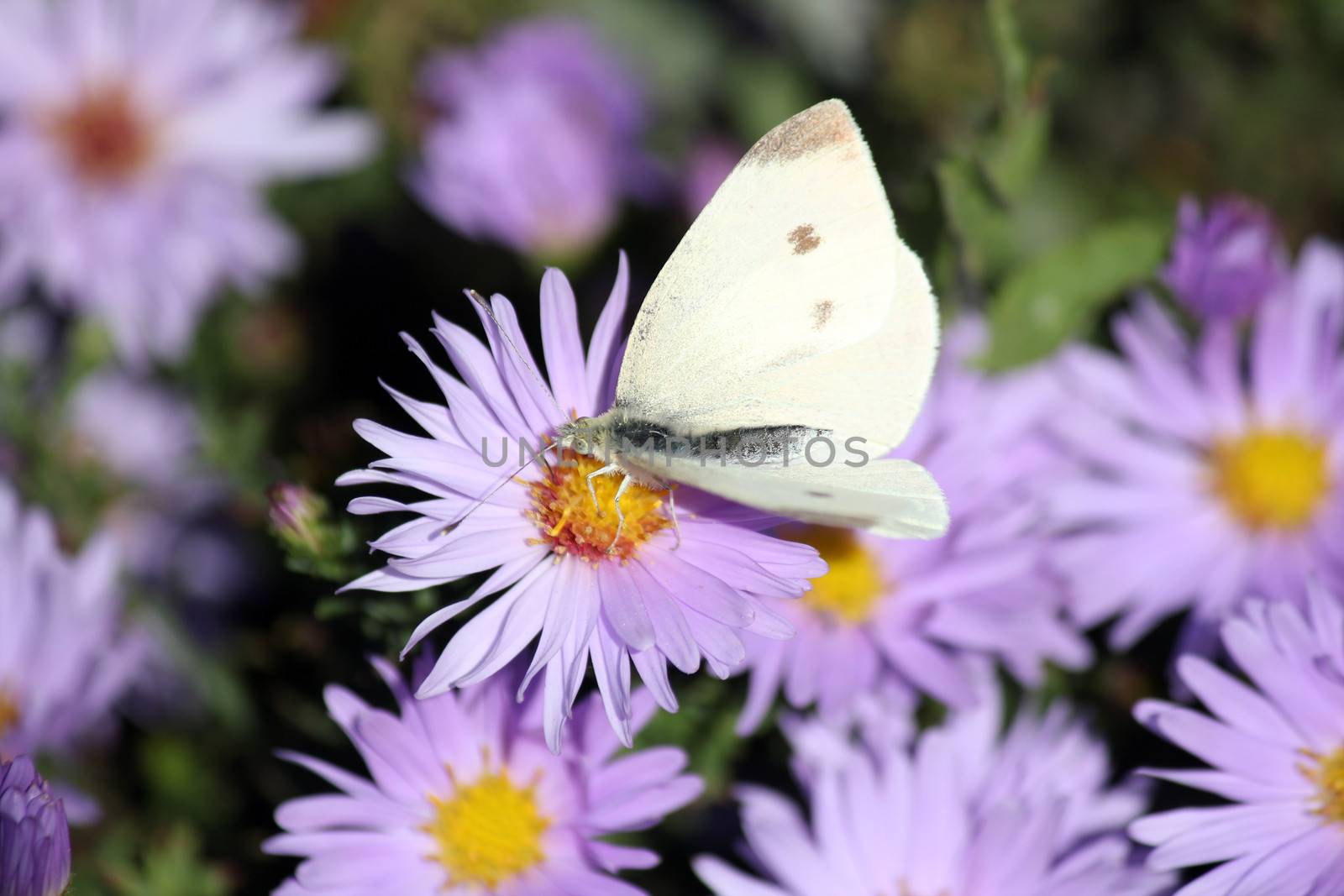 butterfly on flower close up