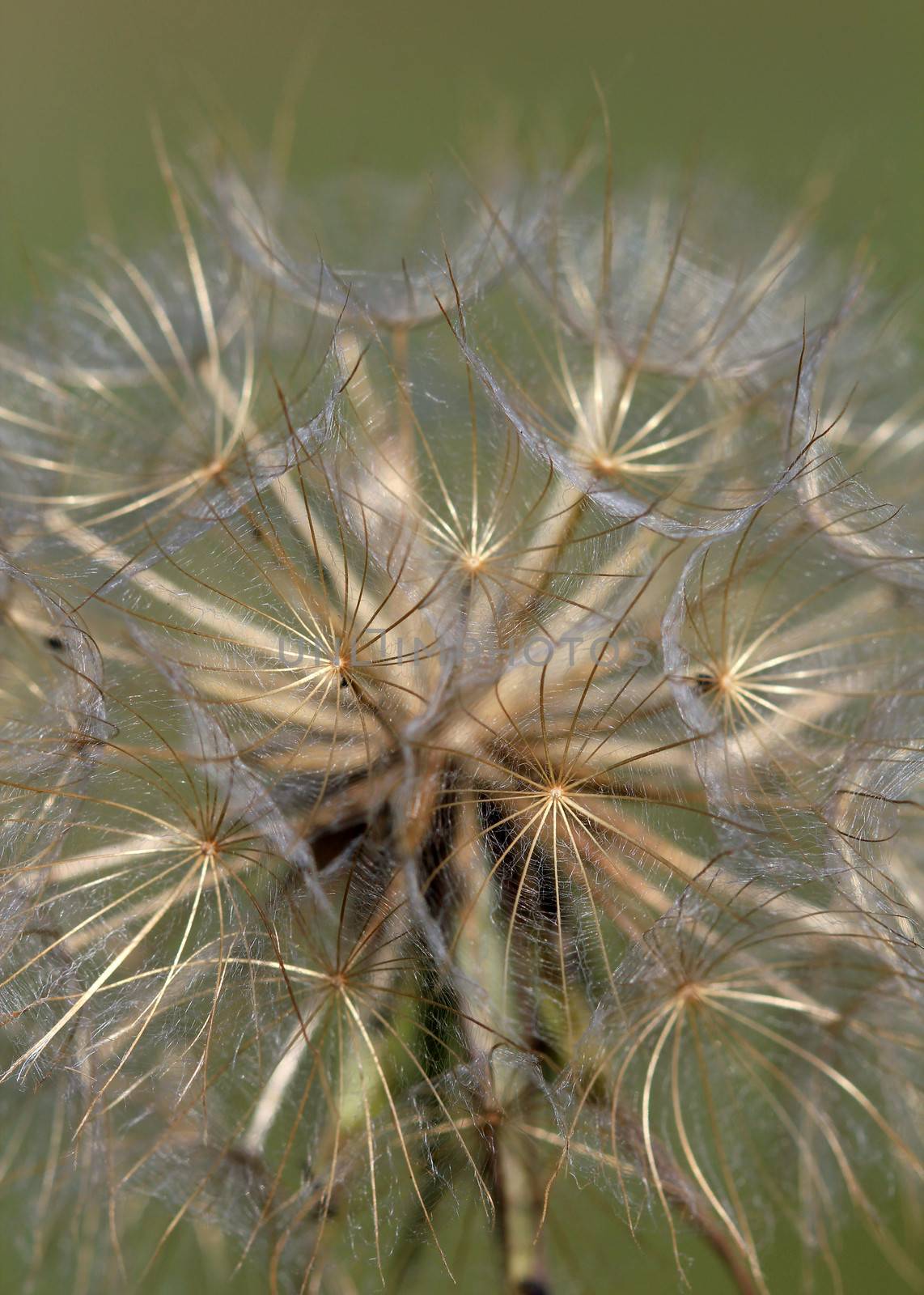dandelion close up spring season by goce