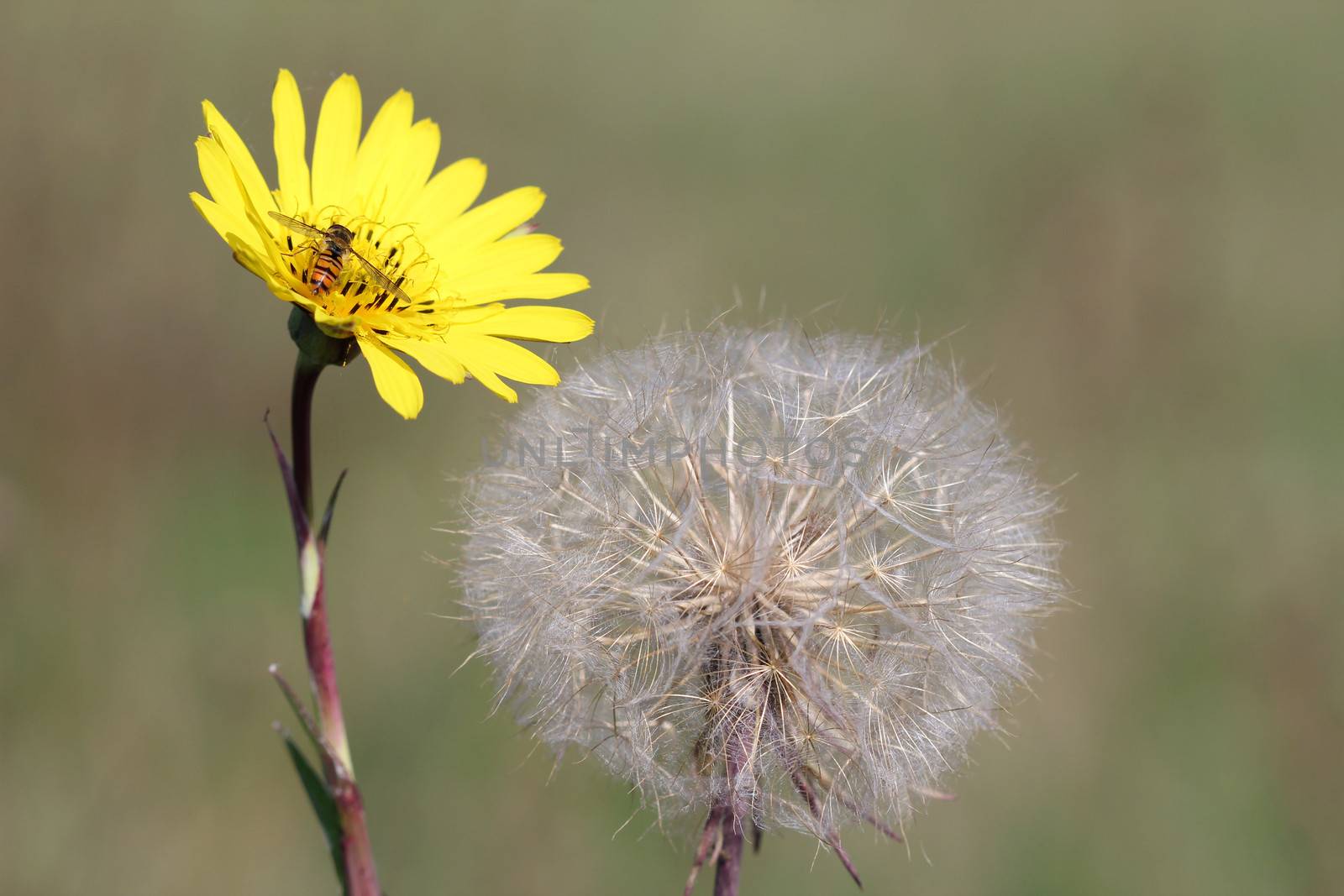 yellow dandelion and bee spring season by goce