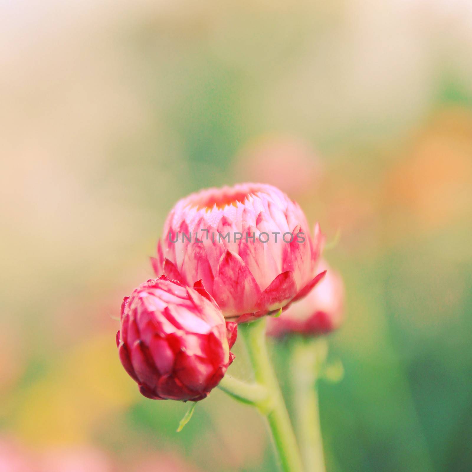 Small flower buds close up with retro filter effect  by nuchylee