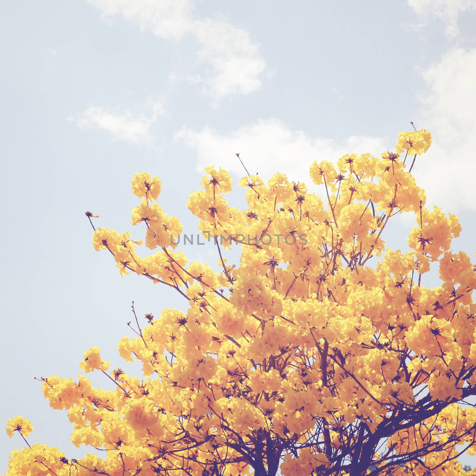 Yellow flower on the top of tree with retro filter effect  by nuchylee