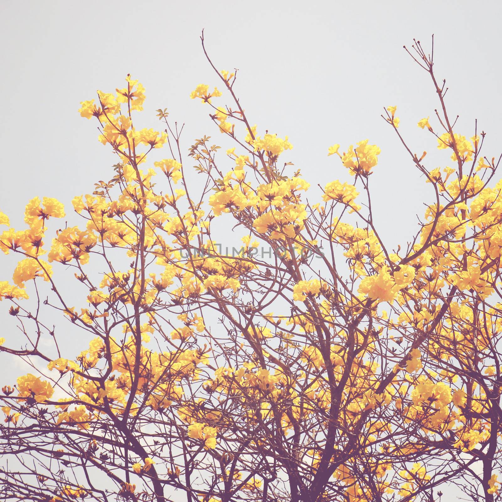 Yellow flower on the top of tree with retro filter effect 