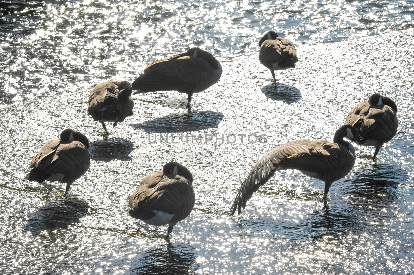 canada geese by nelsonart