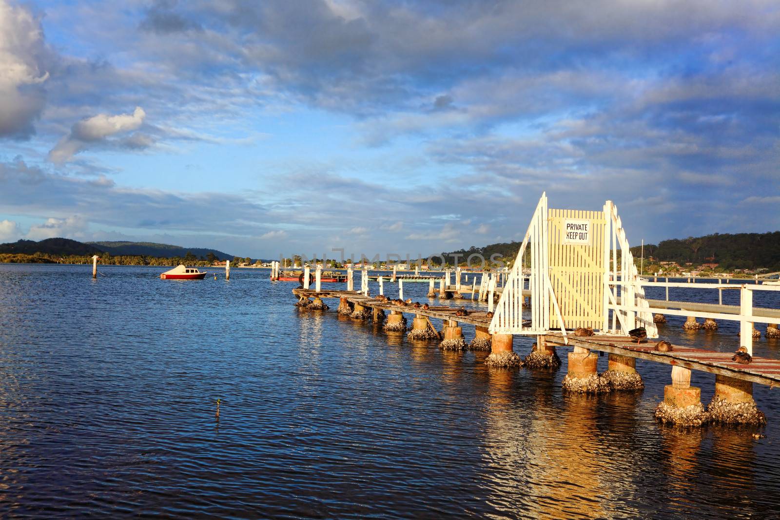 Ducks rest on a dilapidated old timber jetty in the late afternoon, Woy Woy, Australia, 