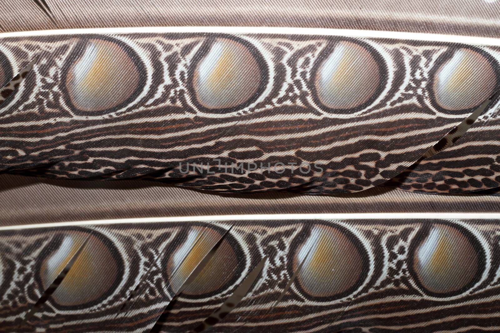 borneo pheasant textured plumage ( great argus )