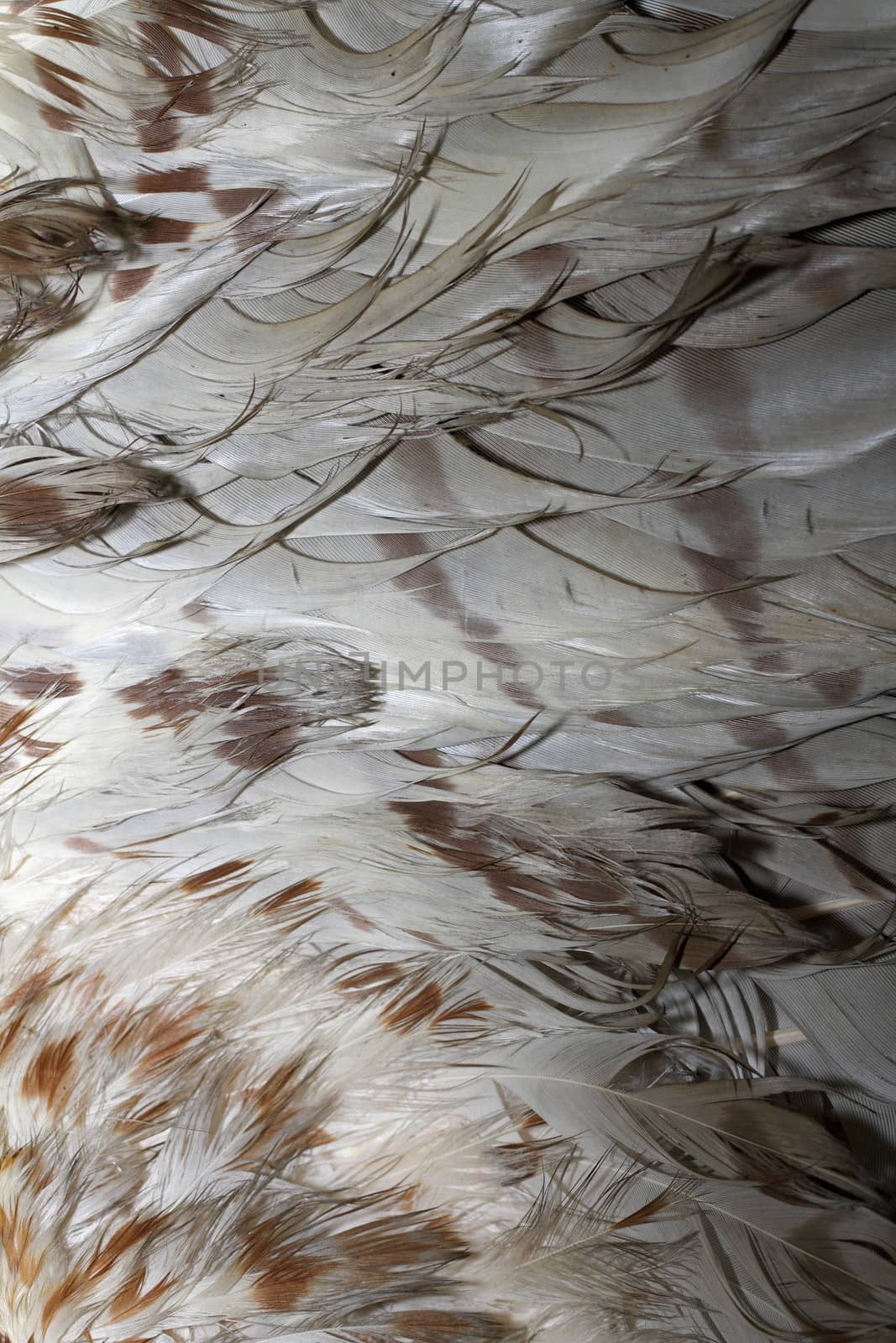 common buzzard ( buteo ) textured beautiful plumage