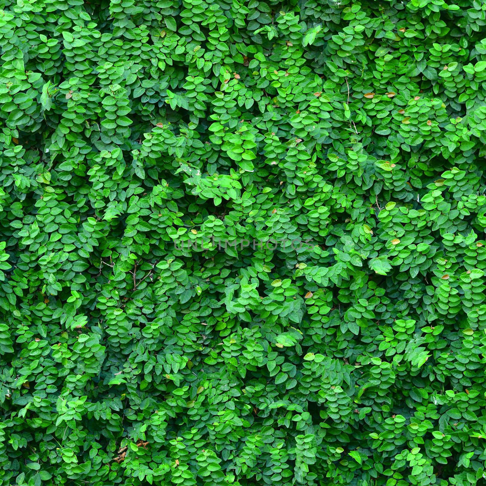 Ivy Background