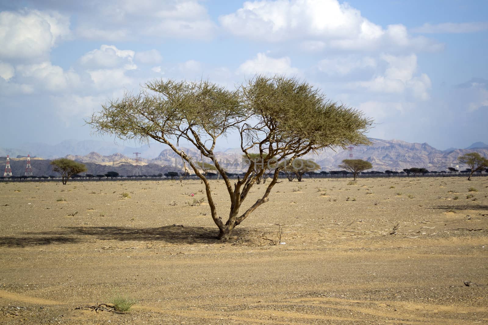 Desert plain by asajdler