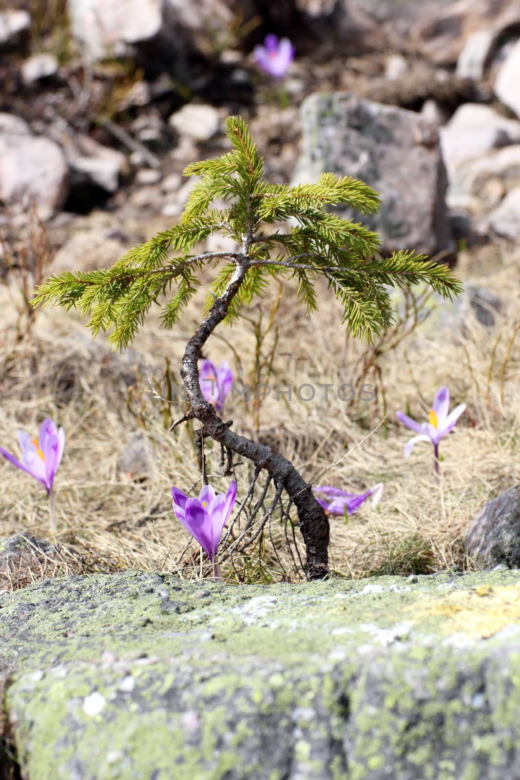crocus sativus growing near a spruce by taviphoto