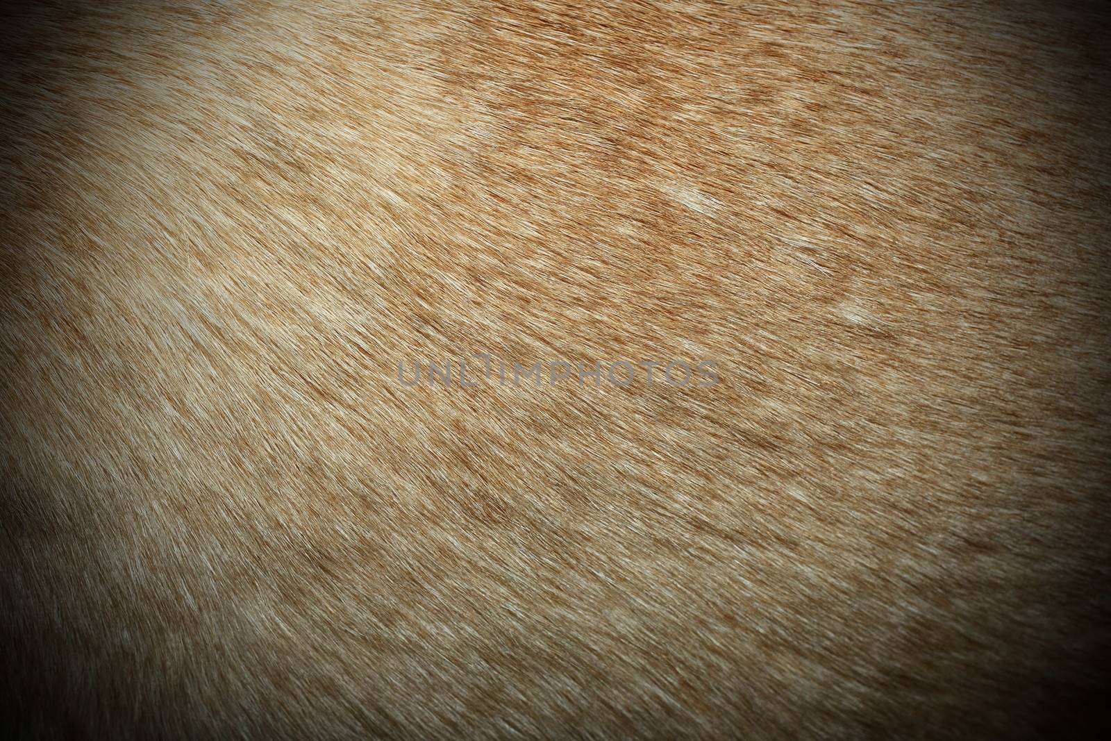 dingo textured fur, image taken on a wild australian real animal