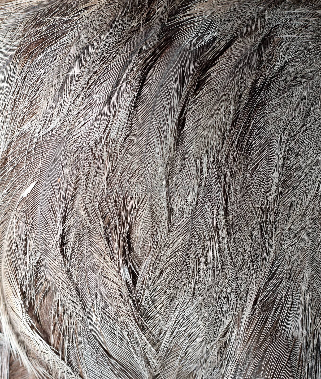 detail of emu bird  plumage ( dromaius novaehollandiae )