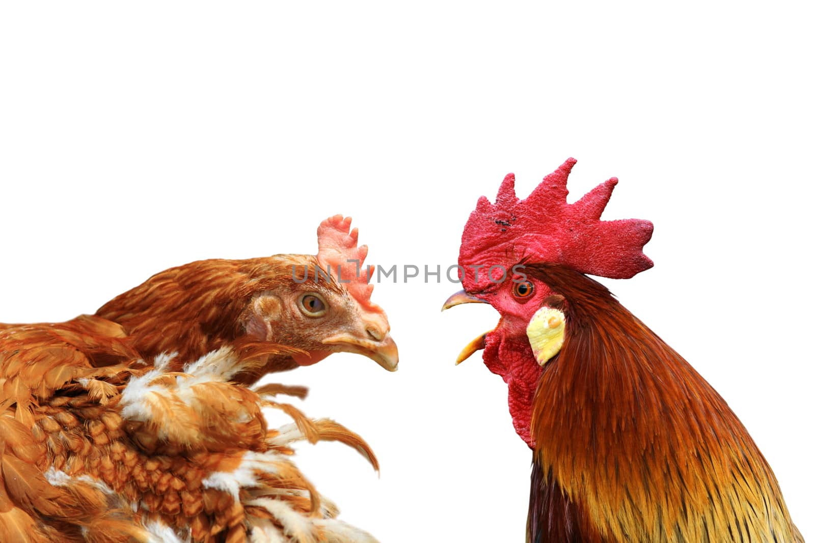 family argue  metaphor with hen and rooster isolated on white