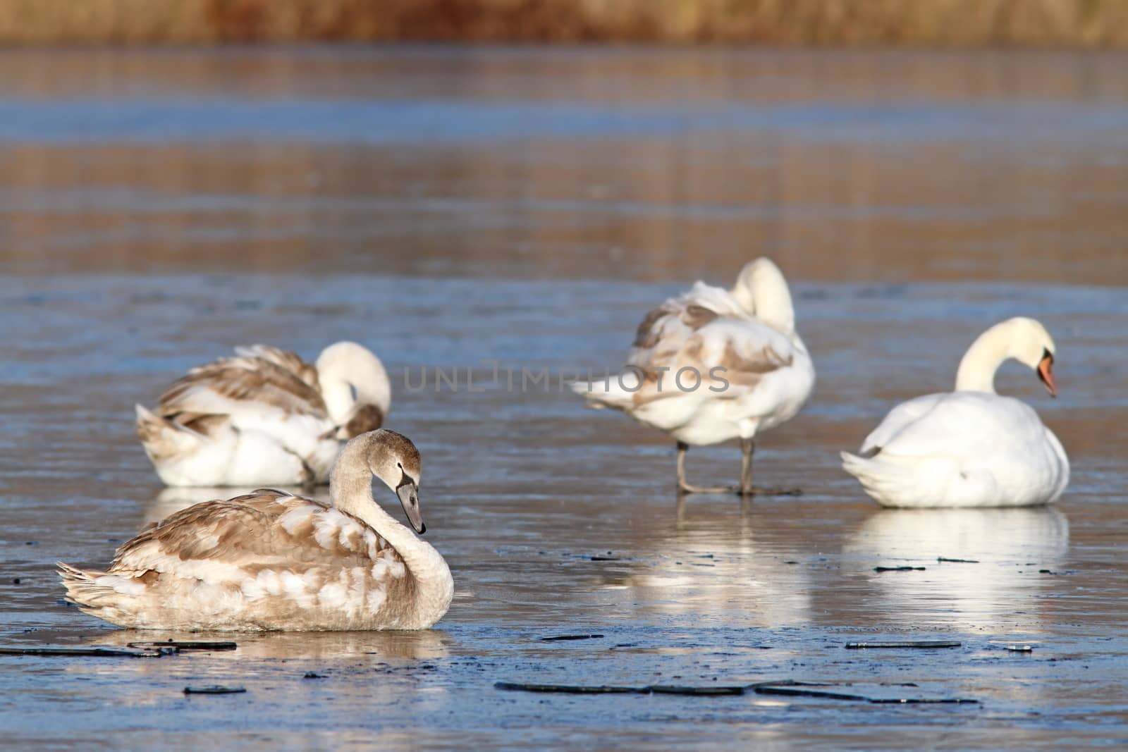 family of mute swans  ( cygnus olor ) on frozen lake during migration