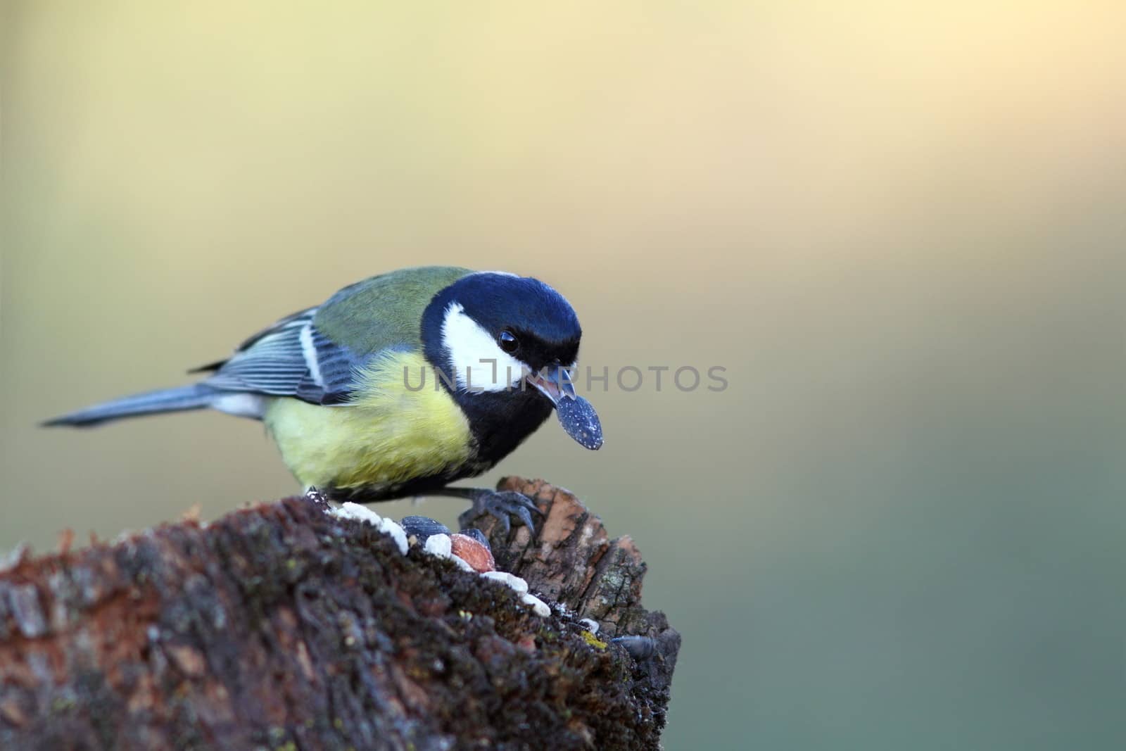 hungry great tit ( parus major ) eating seed