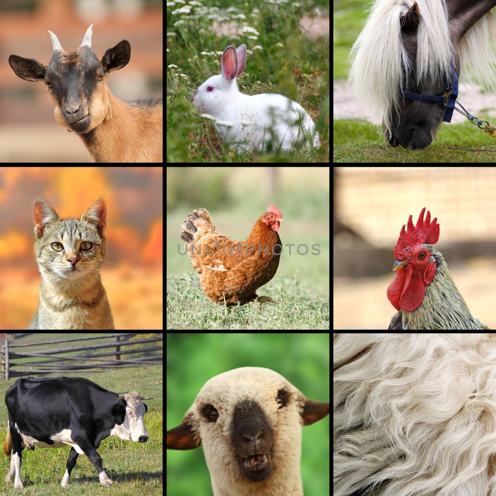 large collage with farm animals by taviphoto