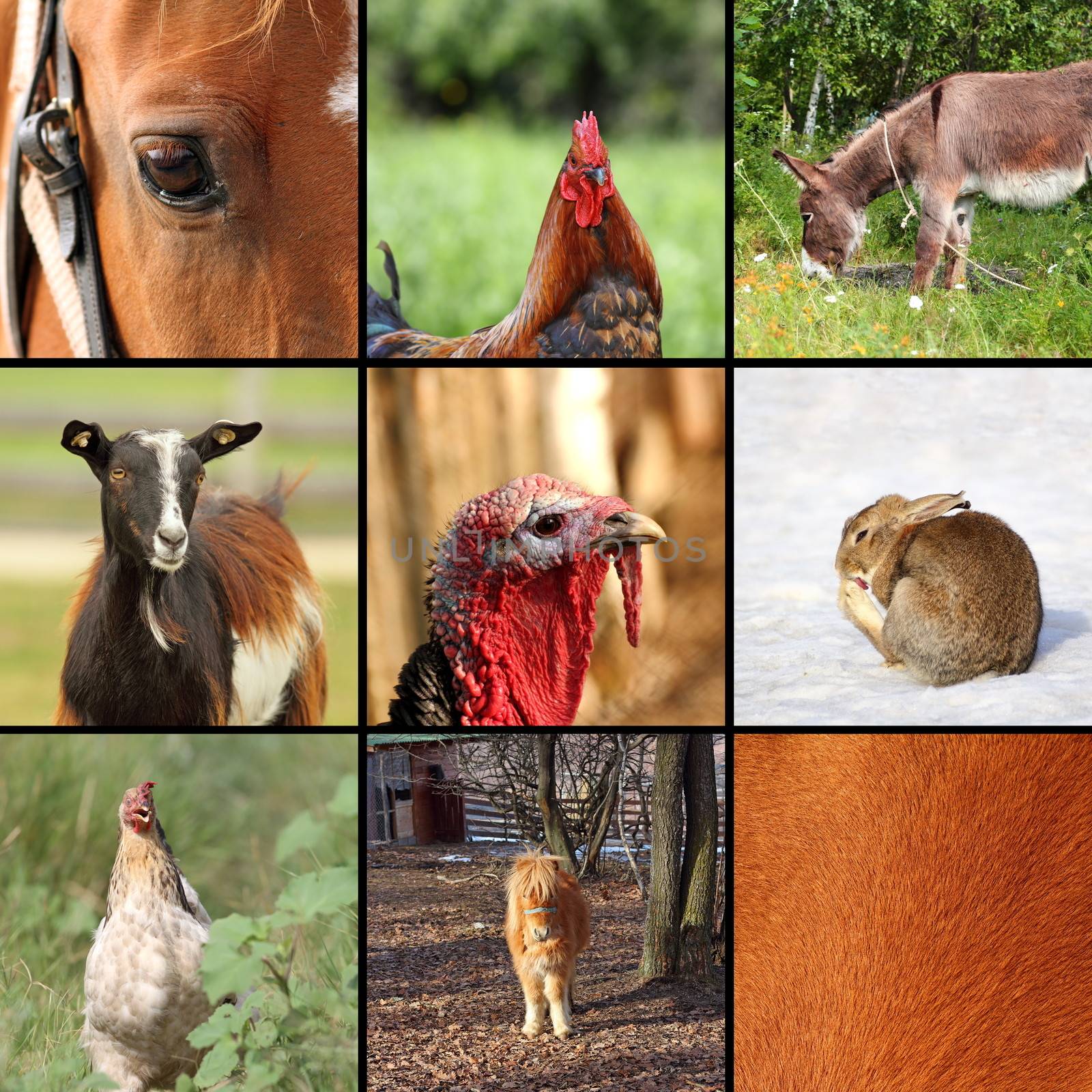 nine animals from the farm by taviphoto